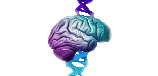 brain